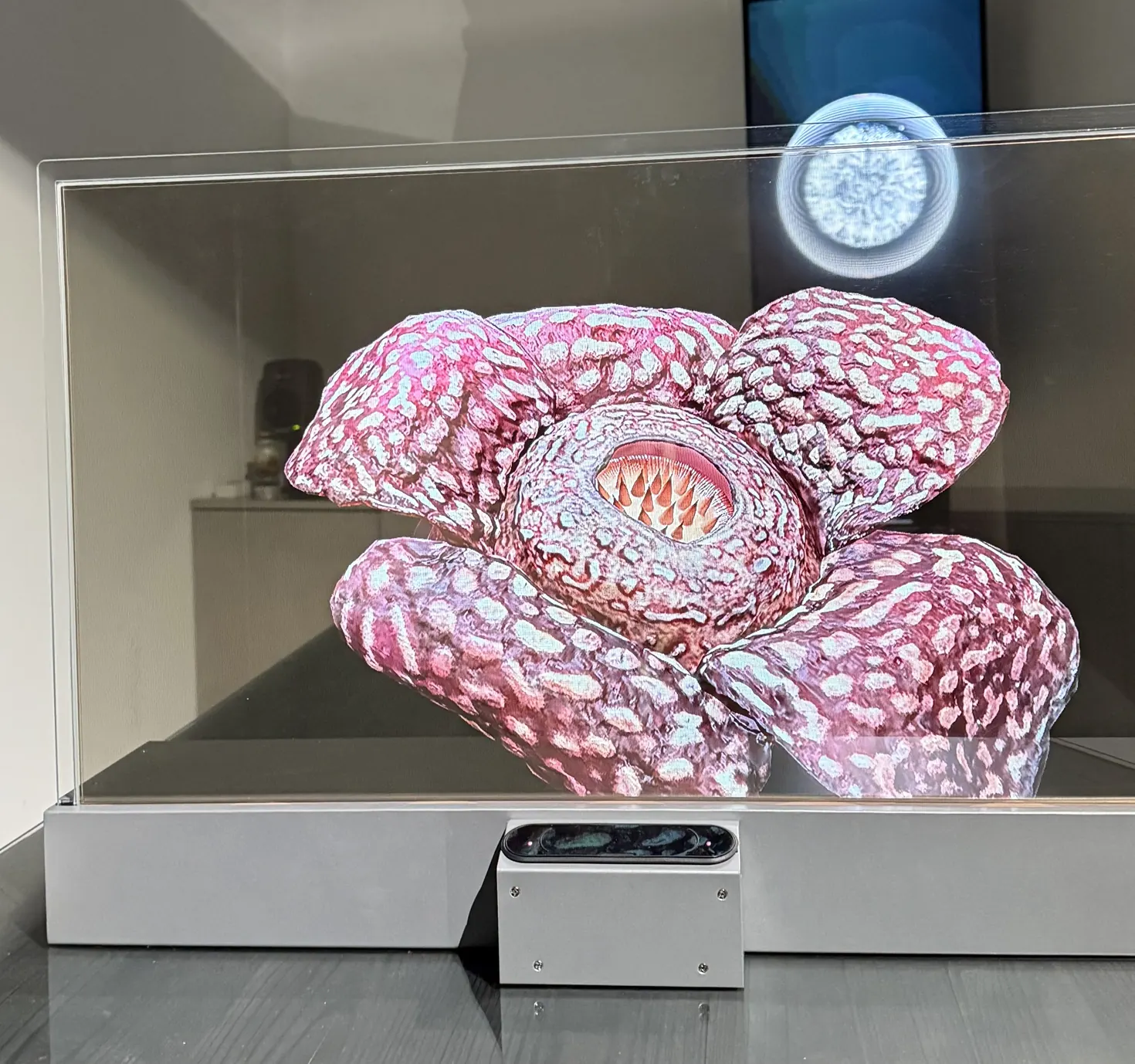 3D-data av en rafflesia visad på en transparent skärm
