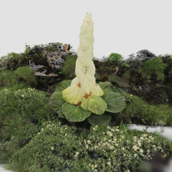 3Dスキャン