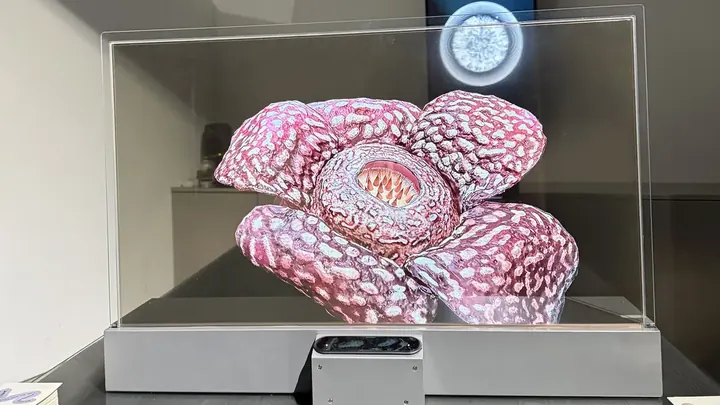 透明ディスプレイに表示したラフレシアの3Dデータ
